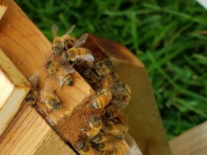 What is Honeycomb? – Savannah Bee Company